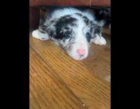 Puppy under the chair attacks another puppy