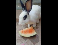 Rabbit eats watermelon