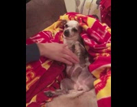 Collab Pets For All - Chihuahua On Back Tails Wags When She's Not Getting Tummy Scratched