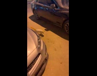 Stray cat jumps on the car roof