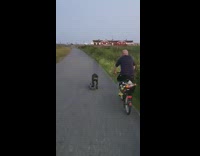 Black dog rides skateboard guy grandpa bicycle 