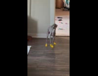 Dog walks awkwardly with new shoes
