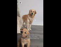 Collab BitchMP - Puppy biting blanket mom watching