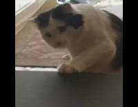 Black white cat helps move treadmill 