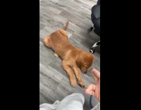 Collab Clips MPUGC - Woman trained puppy to play dead 