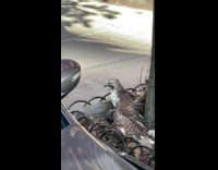 Hawk Feeds on Prey Pigeon on Ground