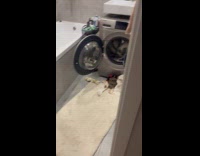 Cat uses washing machine as hamster wheel