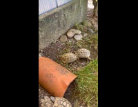 Two turtle bump shell with each other