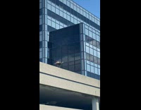 Wild turkey walks on the edge of the rooftop parking lot