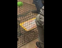 Collab WINY - Meat from grocery was put inside cage 