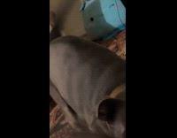 Dog barks when asked about dinner time