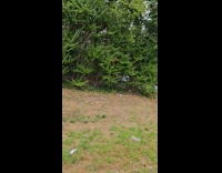 Submitter sees deer behind fence of service road 