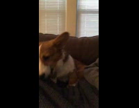 Brown Corgi Barks On Grey Couch