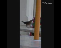 Brown bird with one leg on table 