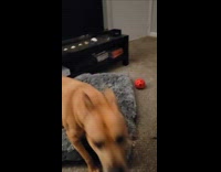 Dog got scared of fan and lamp