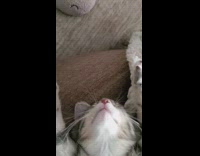 Kitten sleep lay its back on chair