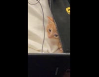 Collab Subway Creatures - Kitten inside Mans Jacket Meows as he Plays