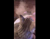 Cat cleaning face has dusty body 