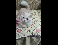 Cat on sofa slaps hand of owner