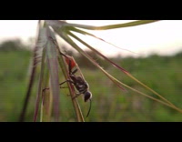 Close up of Insect on grass leaf