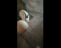 Pet Rabbit play and passes football ball with owner