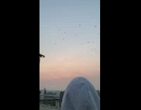 Girl thinks flying birds are swimming rooftop 