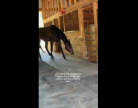 Man fails to get horse out on pasture