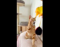 Collab PLC - Cat Sees Cat Tail Above then Hits it