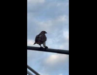 Hawk on the lamppost with caught rat