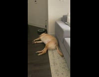 Large brown dog tail moves roomba vacuum 