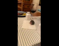 Collab BitchMP - Hamster in middle of dinner table eating sitting