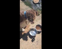 Dog given cold water on metal bowl