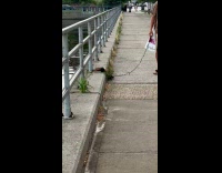 Ferret on leash strolls by the river