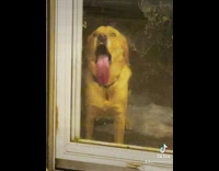 Brown dog outside of door licking the glass 
