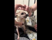 Chihuahua gets zoomies while playing with owner