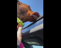 Brown dog lips flap wind car sunroof 