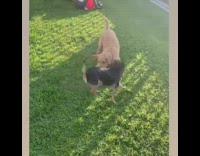 Black and brown dogs play fight on backyard grass