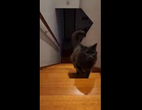 Black cat climb up stairs from darkness