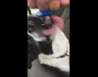 Guy lets dog lick ring pop candy 