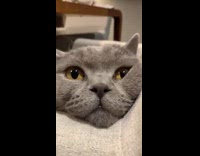 Chubby gray cat lie down on couch Part 1