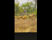 Cat watches show about lions on TV