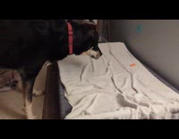 Dog wants to eat carrot on bed
