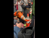 Traffic cone heads hitting traffic cone