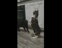 Cat stand up wait for feeding bowl