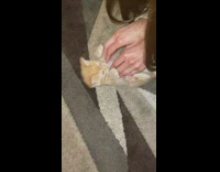 Orange Kitty Plays Peekaboo 