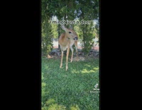 Collab BitchIG2 - Guy puts bumble bee outfit on deer