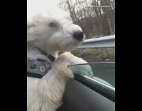 White fluffy dog sticks its head outside car window