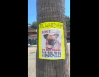 Woman calls out to missing dog with $10k reward