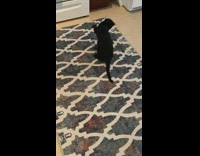 Black cat plays with blue toy 