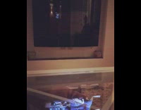 Brown French Bulldog Reaches For Food on Glass Table